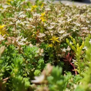 GF SEDUM MATT TUNDRA R rozchodníkový koberec